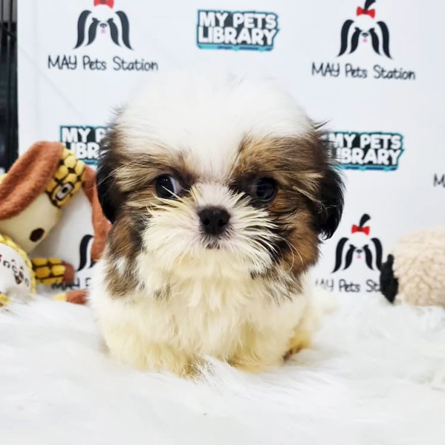 Shih Tzu Puppy (Male) For Sale
