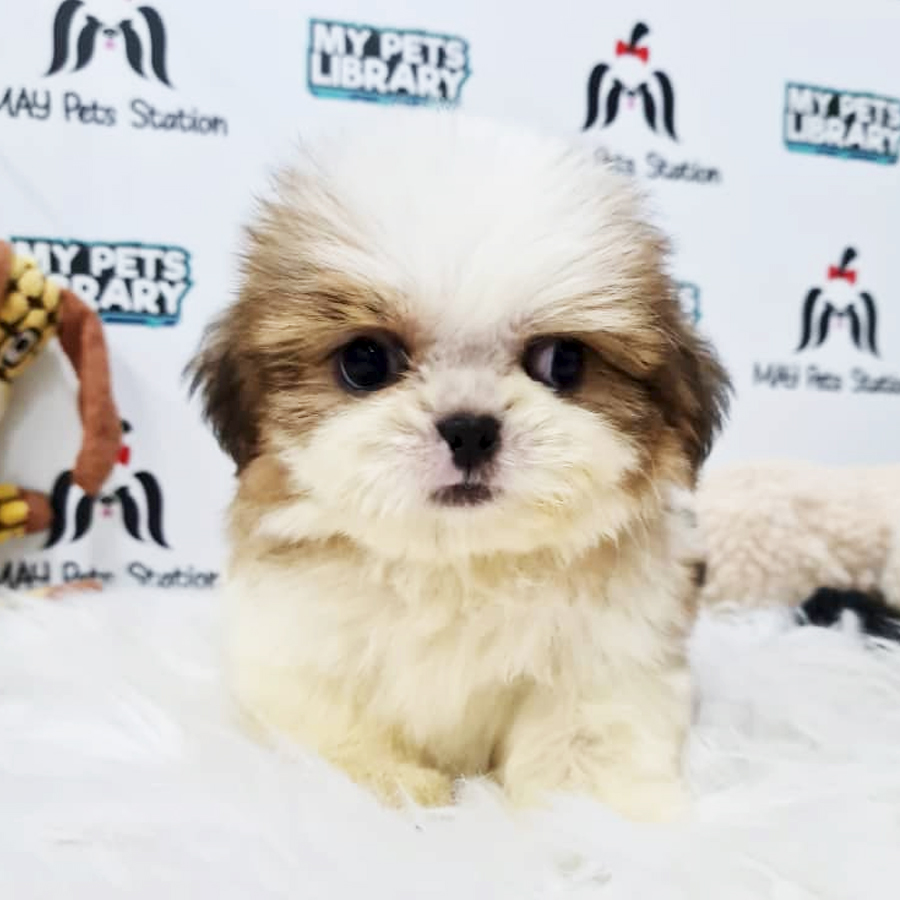 Shih Tzu Puppy (Male) For Sale