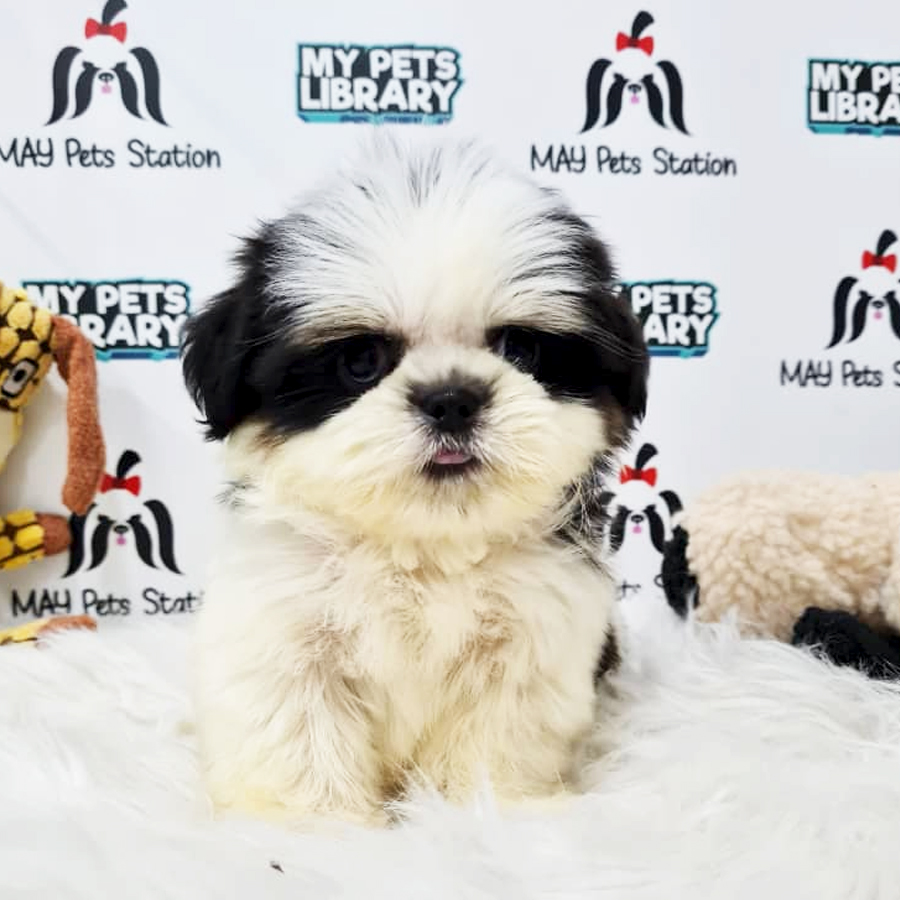 Shih Tzu Puppy (Male) For Sale