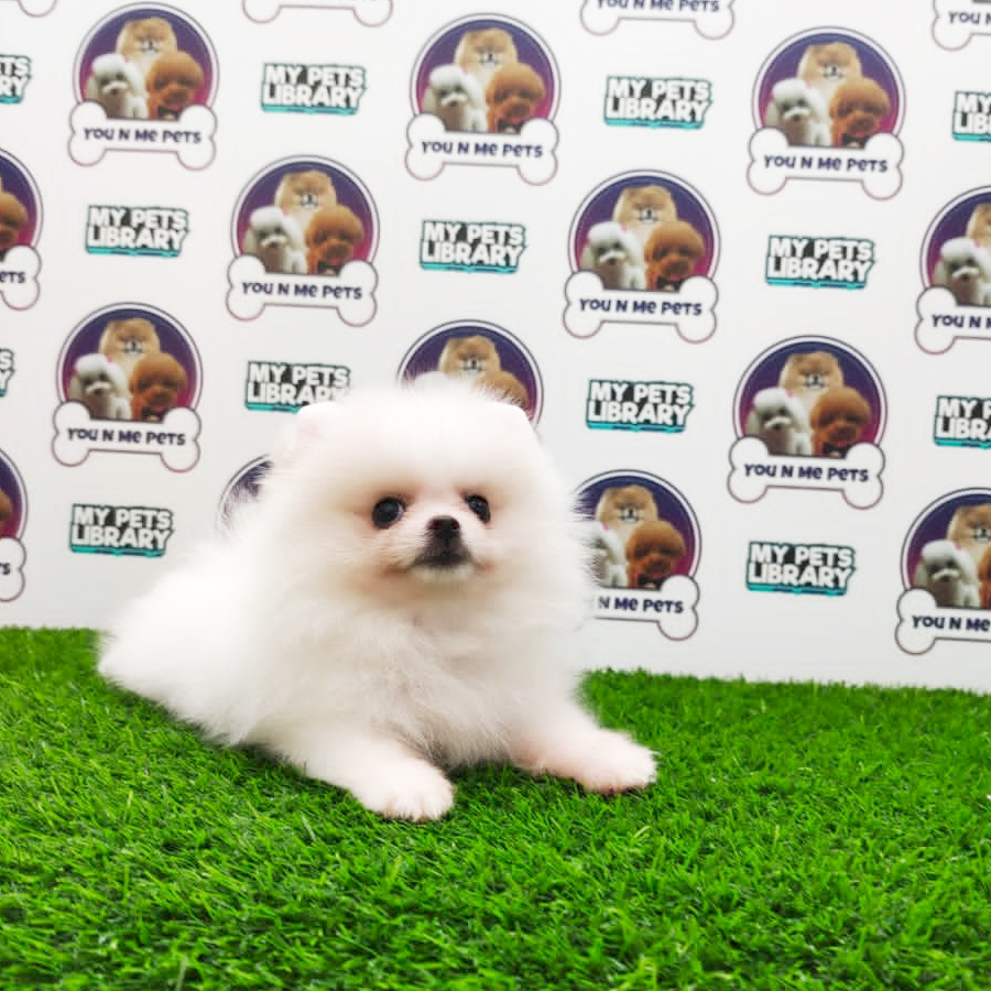 MKA Tiny Pomeranian Puppy (Female) For Sale