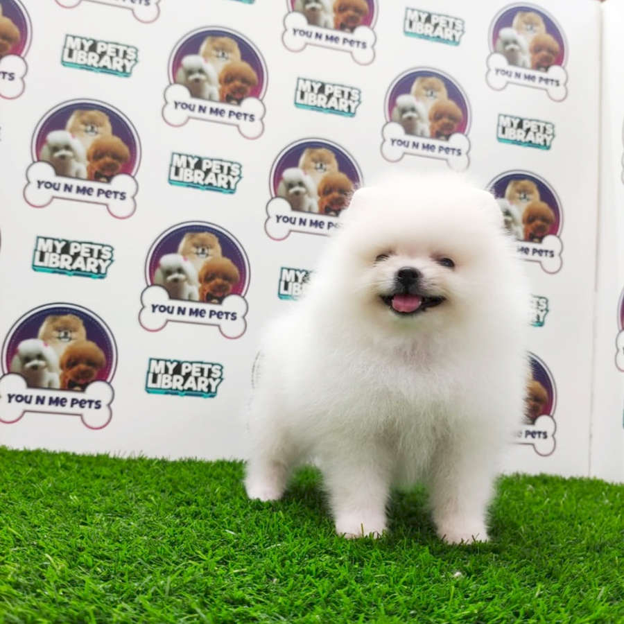 MKA Tiny Pomeranian Puppy (Male) For Sale