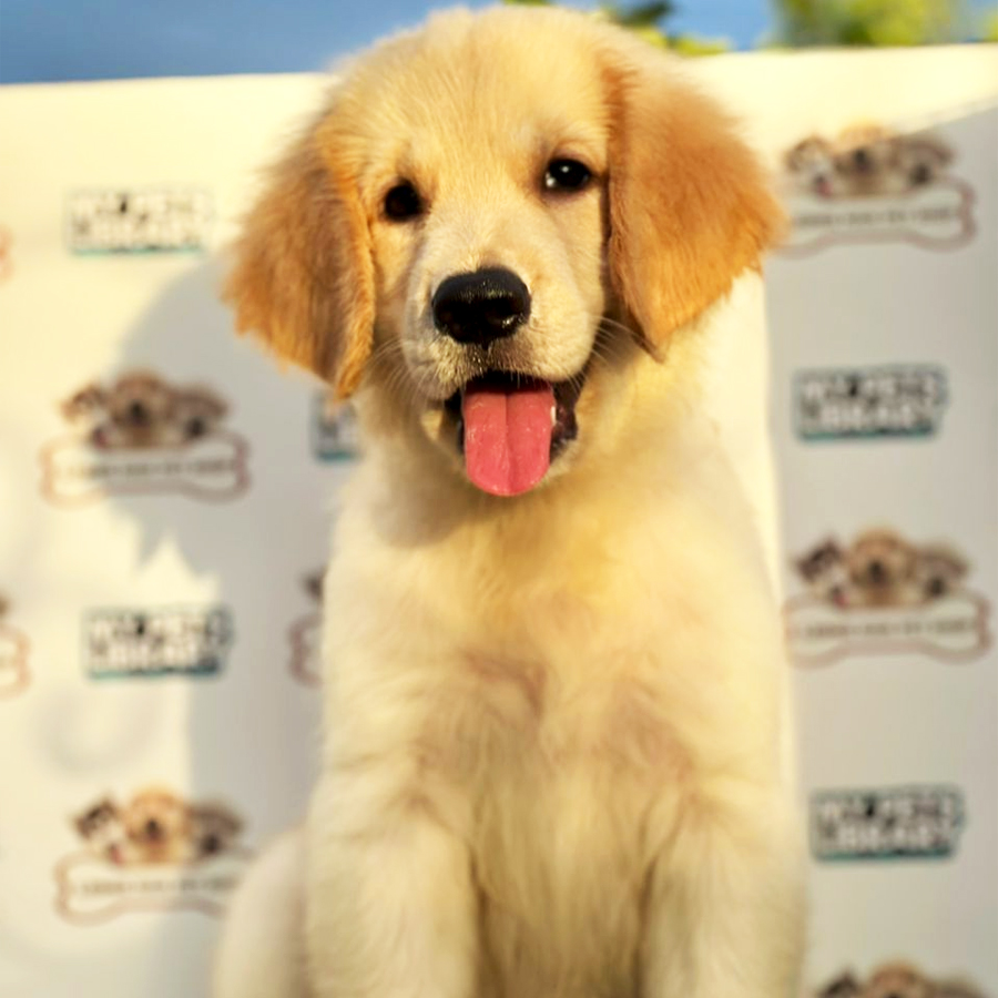 Golden Retriever Puppy (Female) For Sale