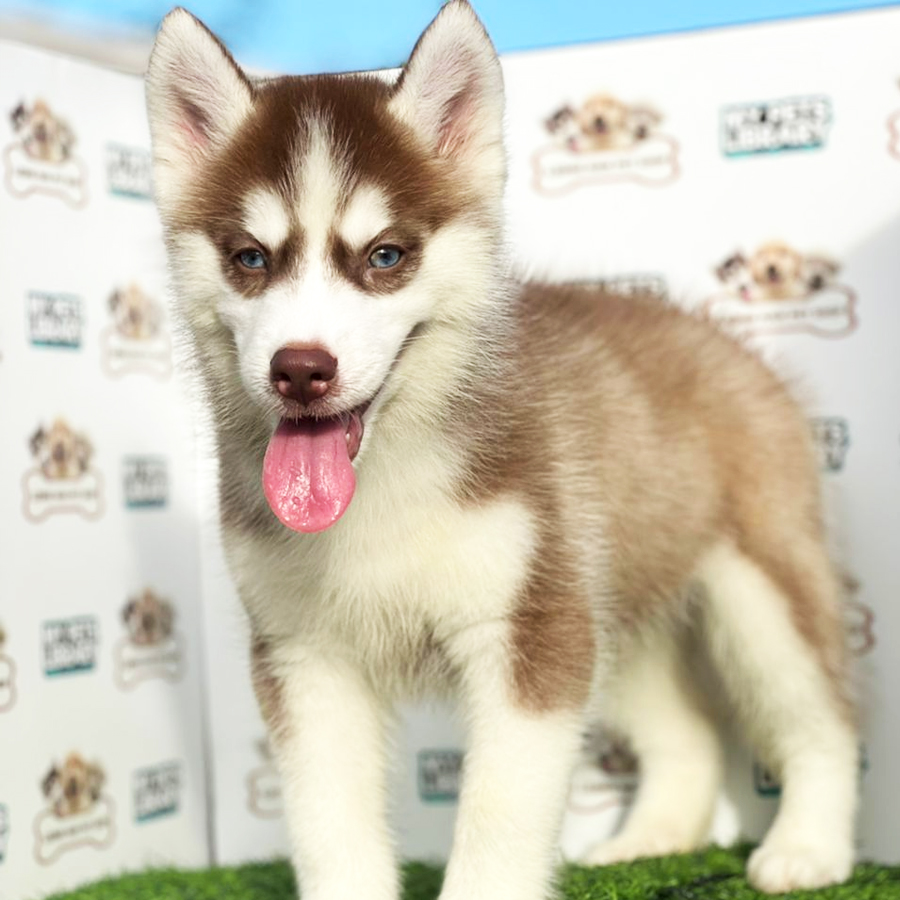 Siberian Husky Puppy (Male) For Sale