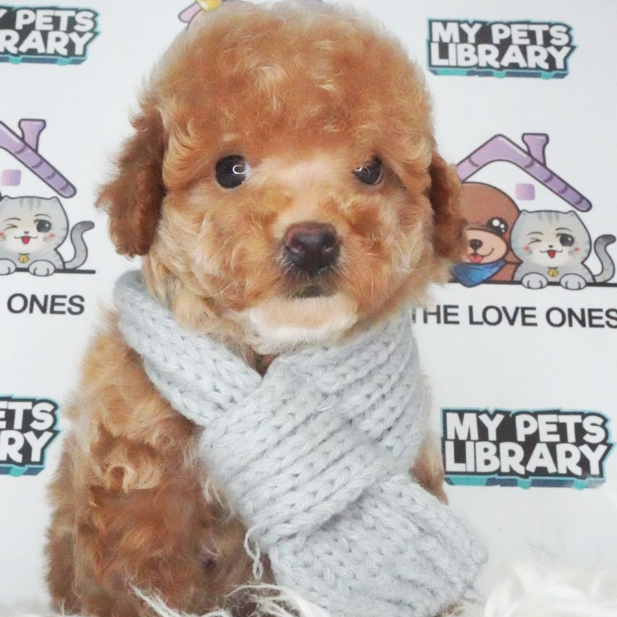 Toy Poodle Puppy (Male) For Sale