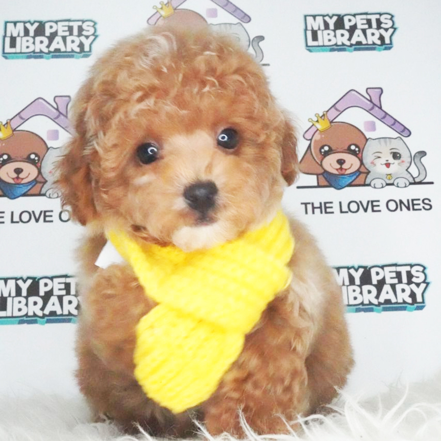 MKA Toy Poodle Puppy (Male) For Sale