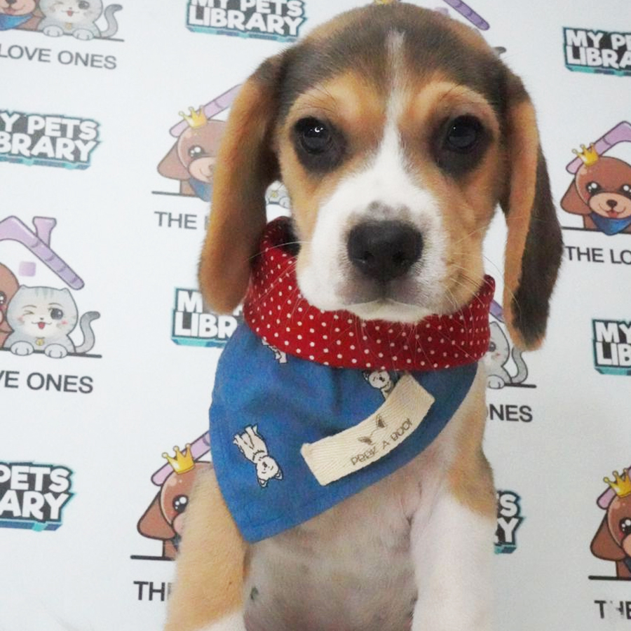 MKA Beagle Puppy (Female) For Sale