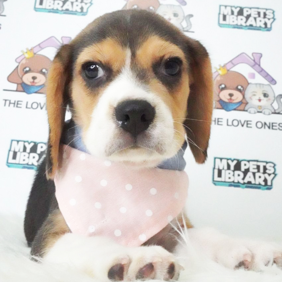 MKA Beagle Puppy (Female) For Sale