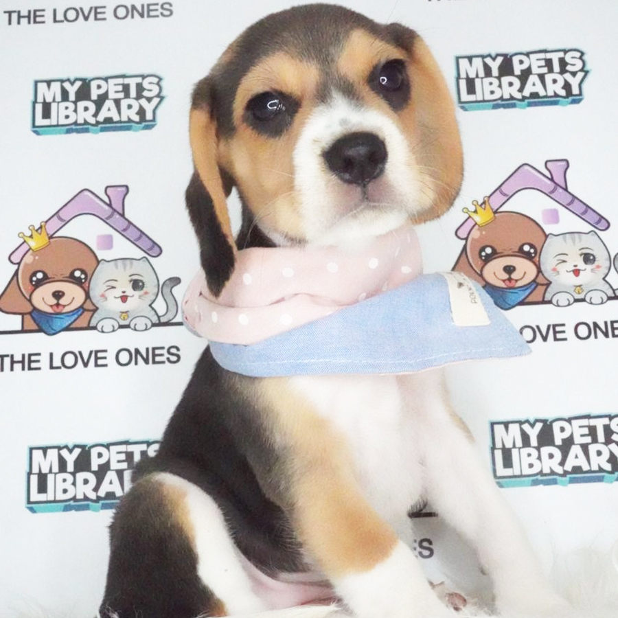 MKA Beagle Puppy (Female) For Sale