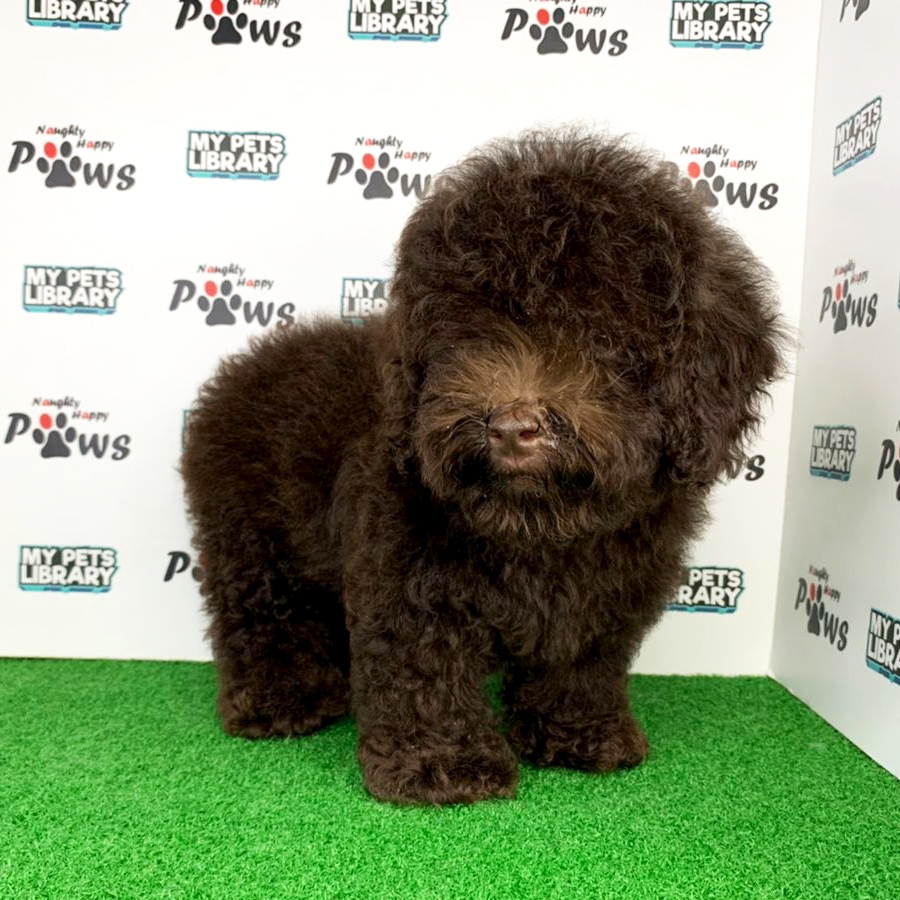 Toy Poodle Puppy (Male) For Sale