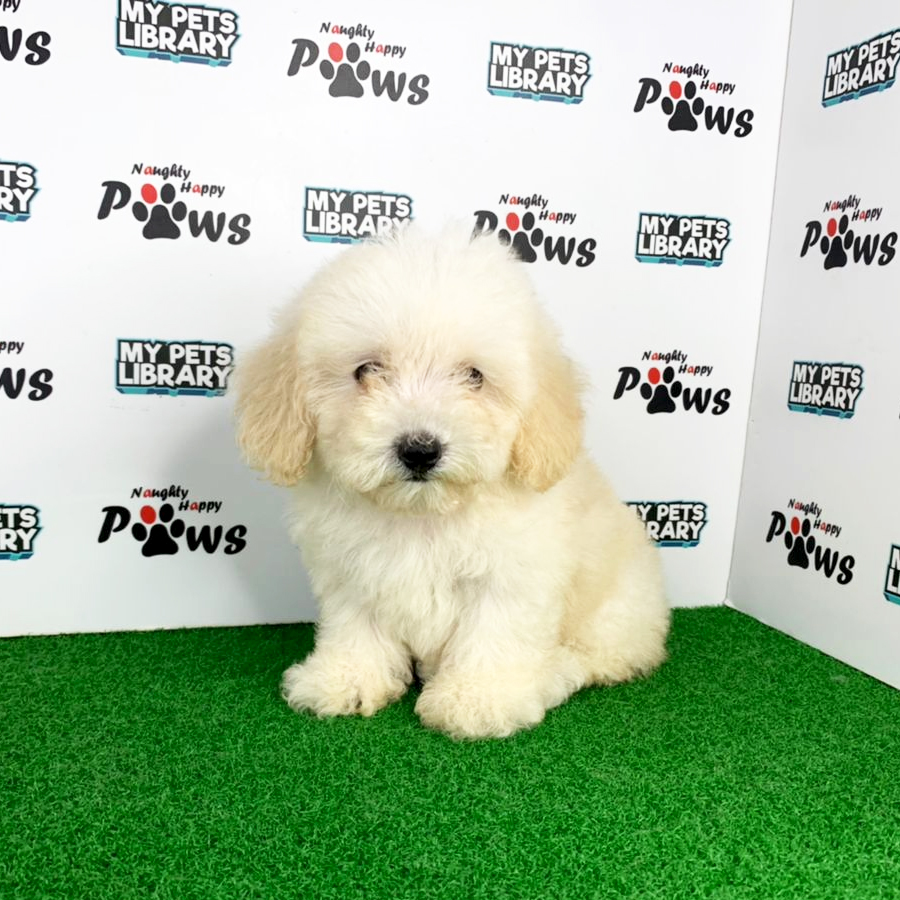 Tiny Poodle Puppy (Female) For Sale