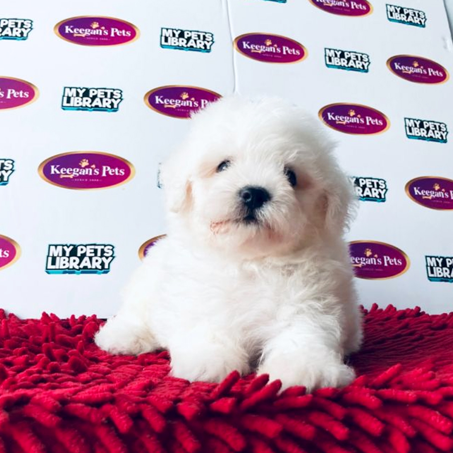 MKA Bichon Frise Puppy (Male) For Sale
