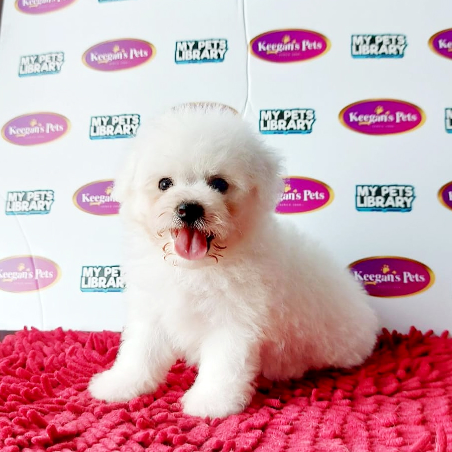 MKA Bichon Frise Puppy (Male) For Sale