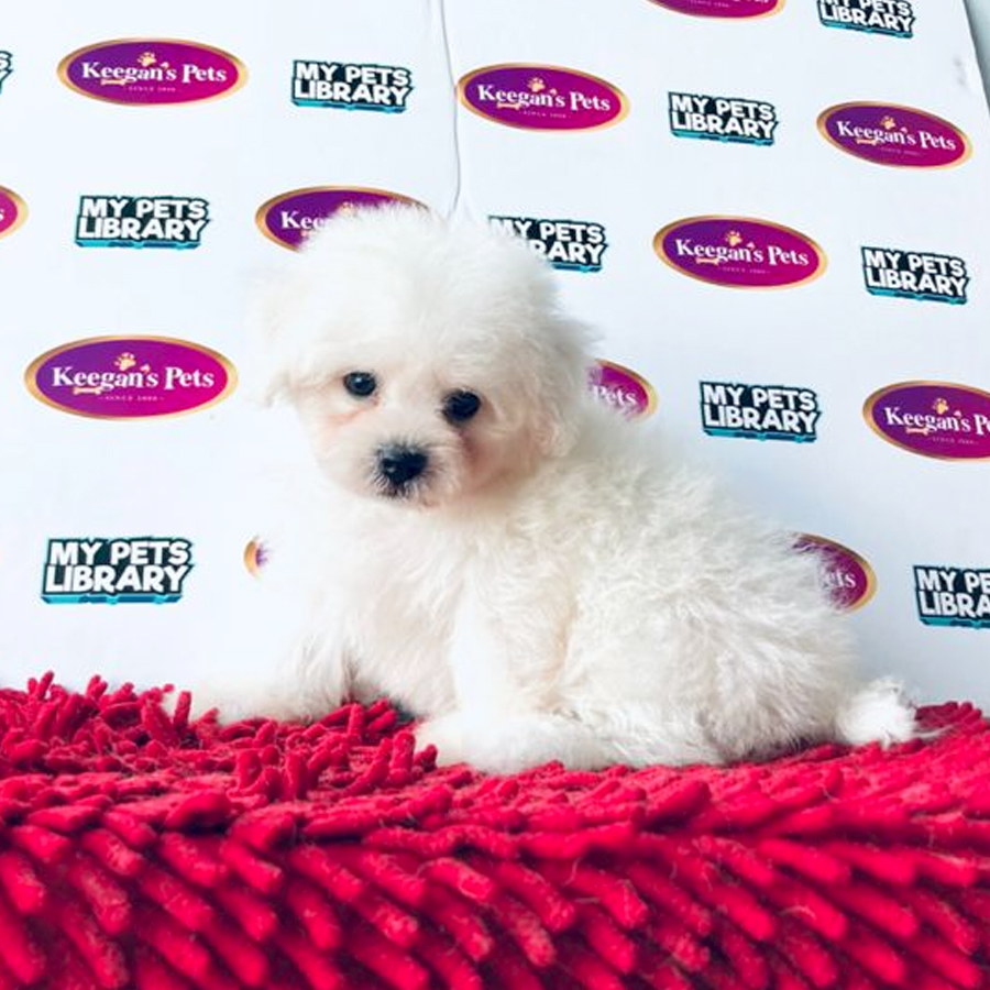 MKA Bichon Frise Puppy (Female) For Sale