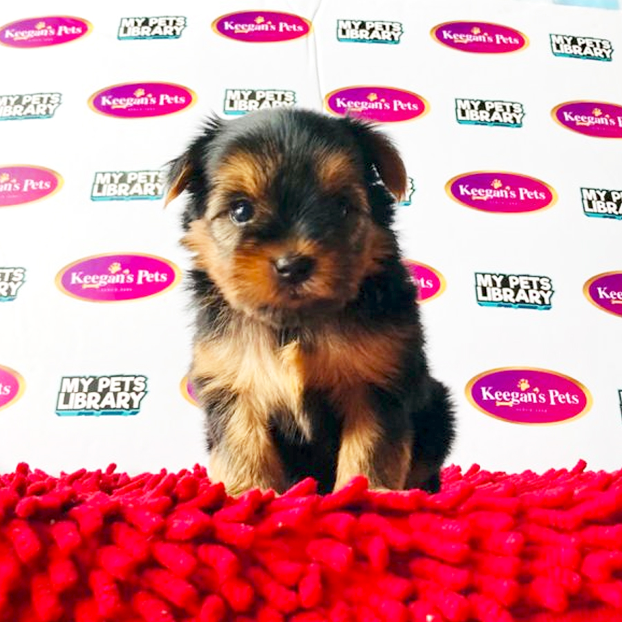 MKA Yorkshire Terrier Puppy (Female) For Sale