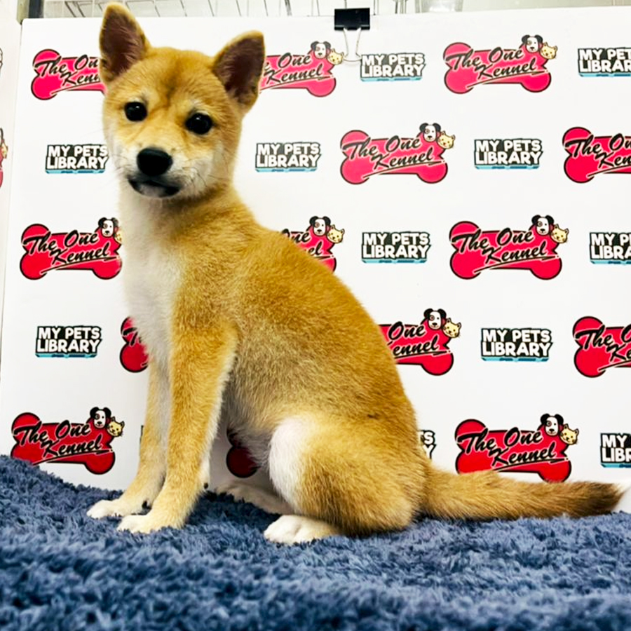MKA Shiba Inu Puppy (Female) For Sale