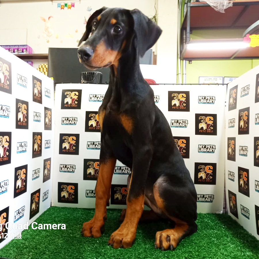 Dobermann Puppy (Female) For Sale