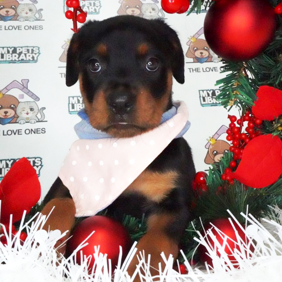MKA Rottweiler Puppy (Female) For Sale