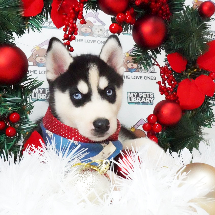 MKA Siberian Husky Puppy (Male) For Sale