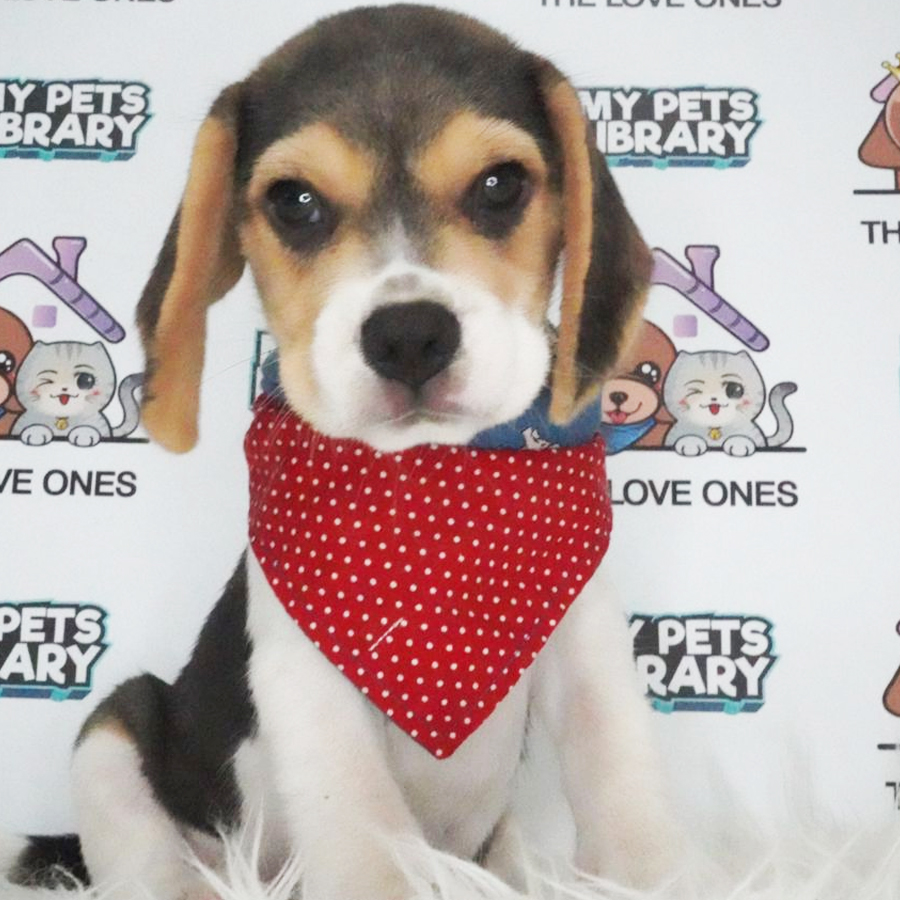 MKA Beagle Puppy (Female) For Sale