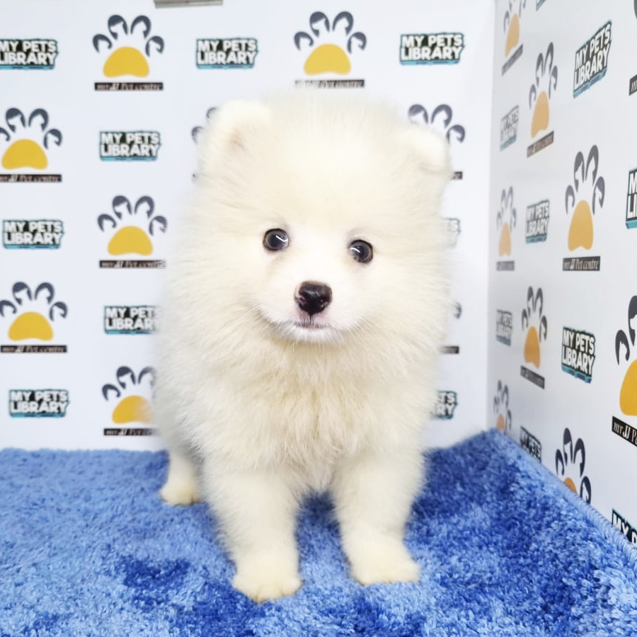 Pomeranian Puppy (Male) For Sale