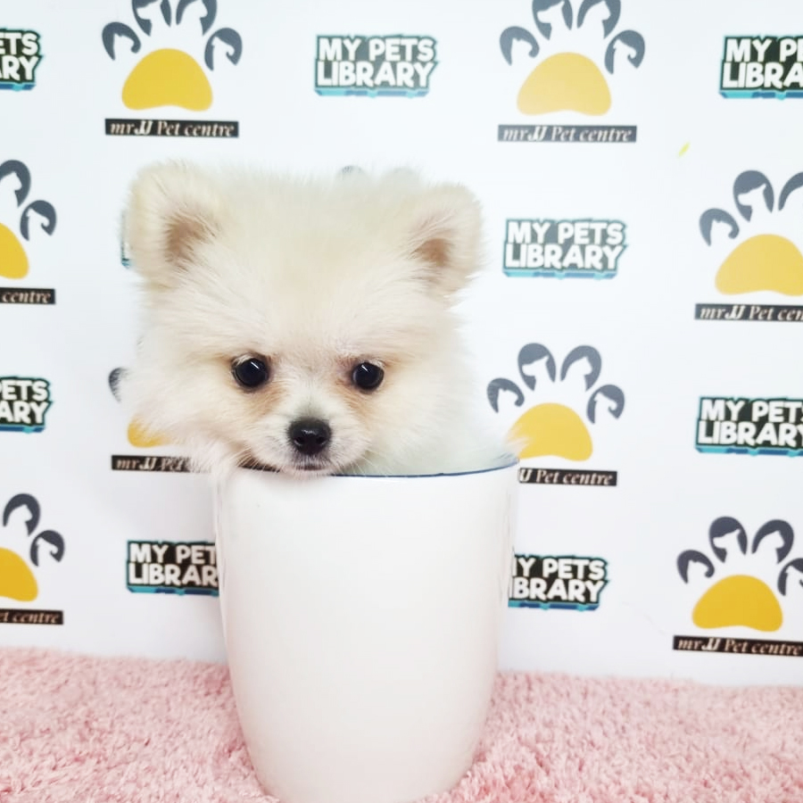 Pomeranian Puppy (Female) For Sale