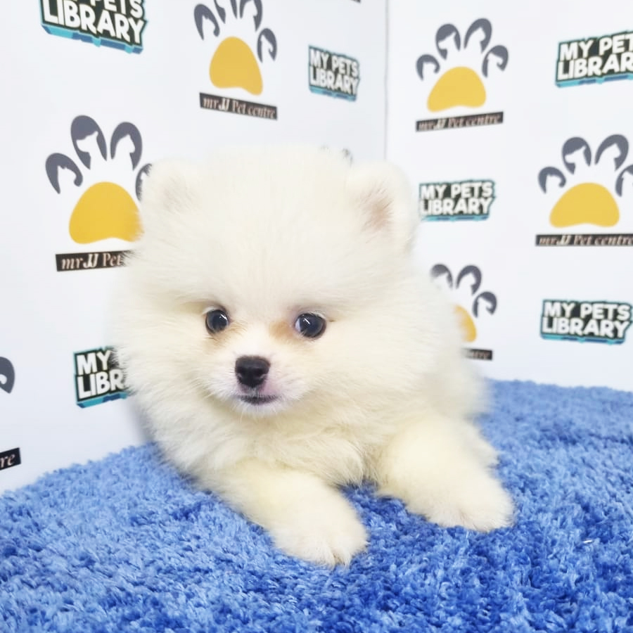 Pomeranian Puppy (Male) For Sale