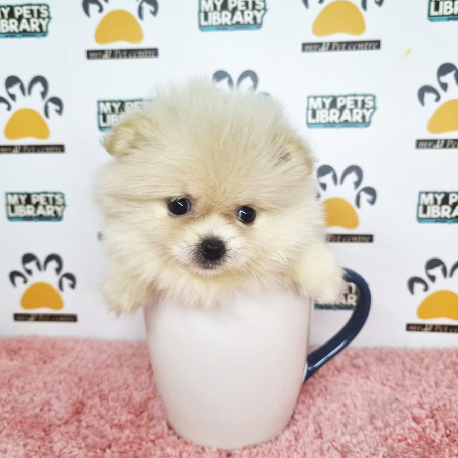 Pomeranian Puppy (Female) For Sale