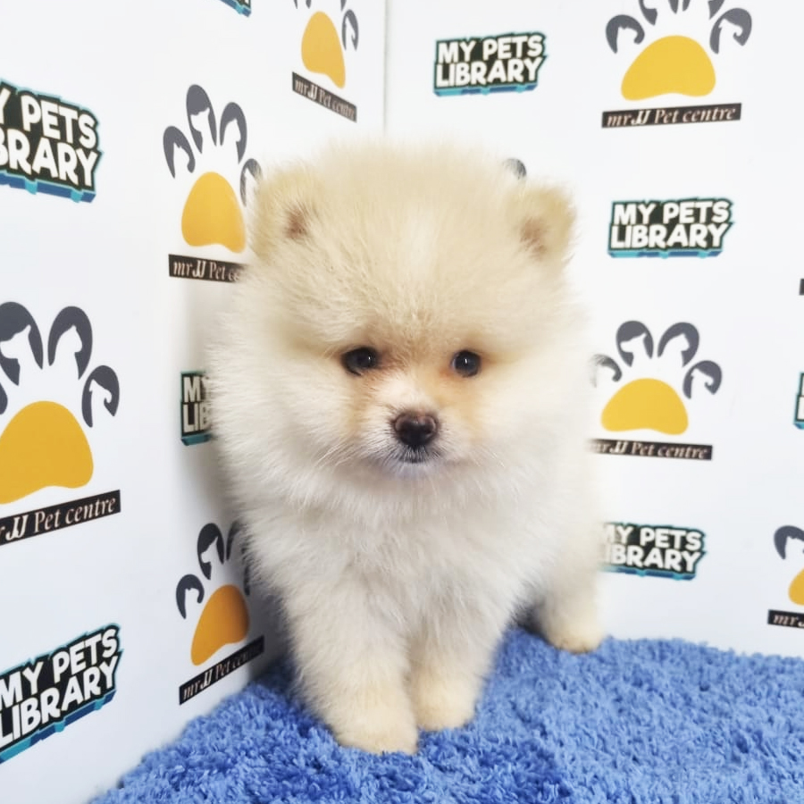 Pomeranian Puppy (Male) For Sale