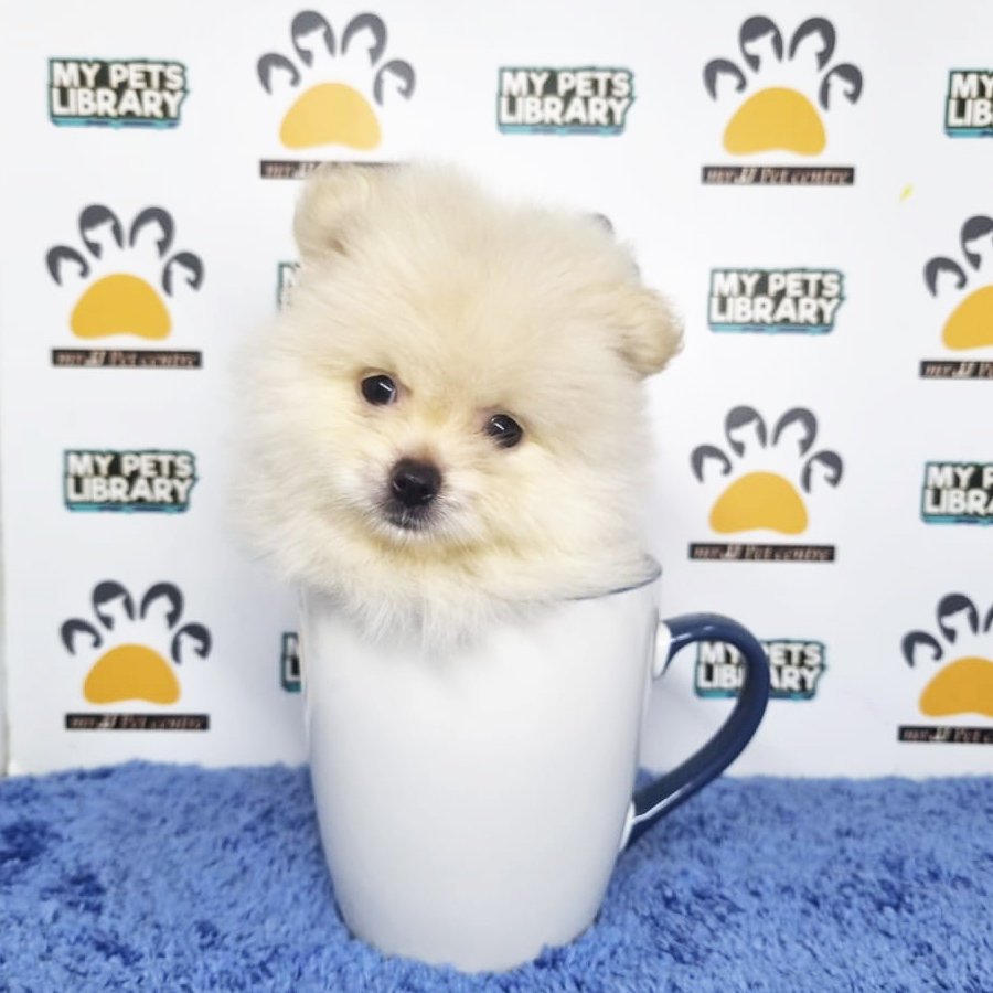 Pomeranian Puppy (Male) For Sale