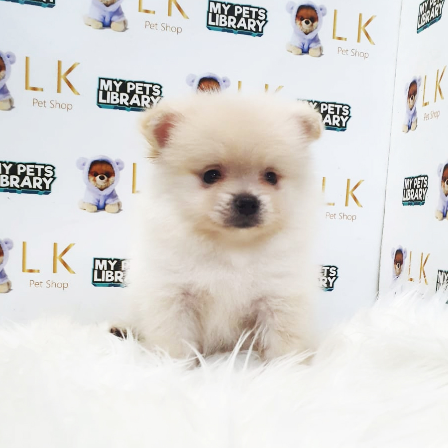 Pomeranian Puppy (Male) For Sale