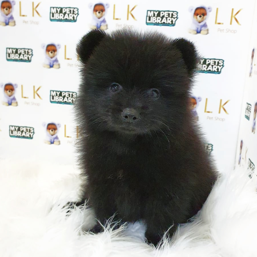 Pomeranian Puppy (Male) For Sale