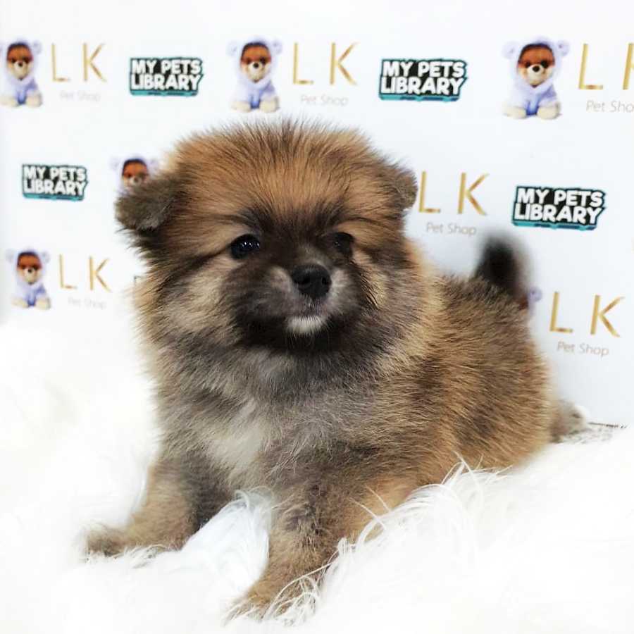 Pomeranian Puppy (Female) For Sale