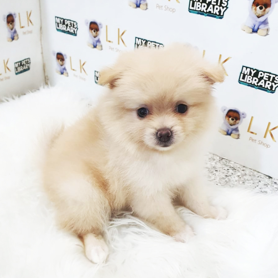 Pomeranian Puppy (Female) For Sale