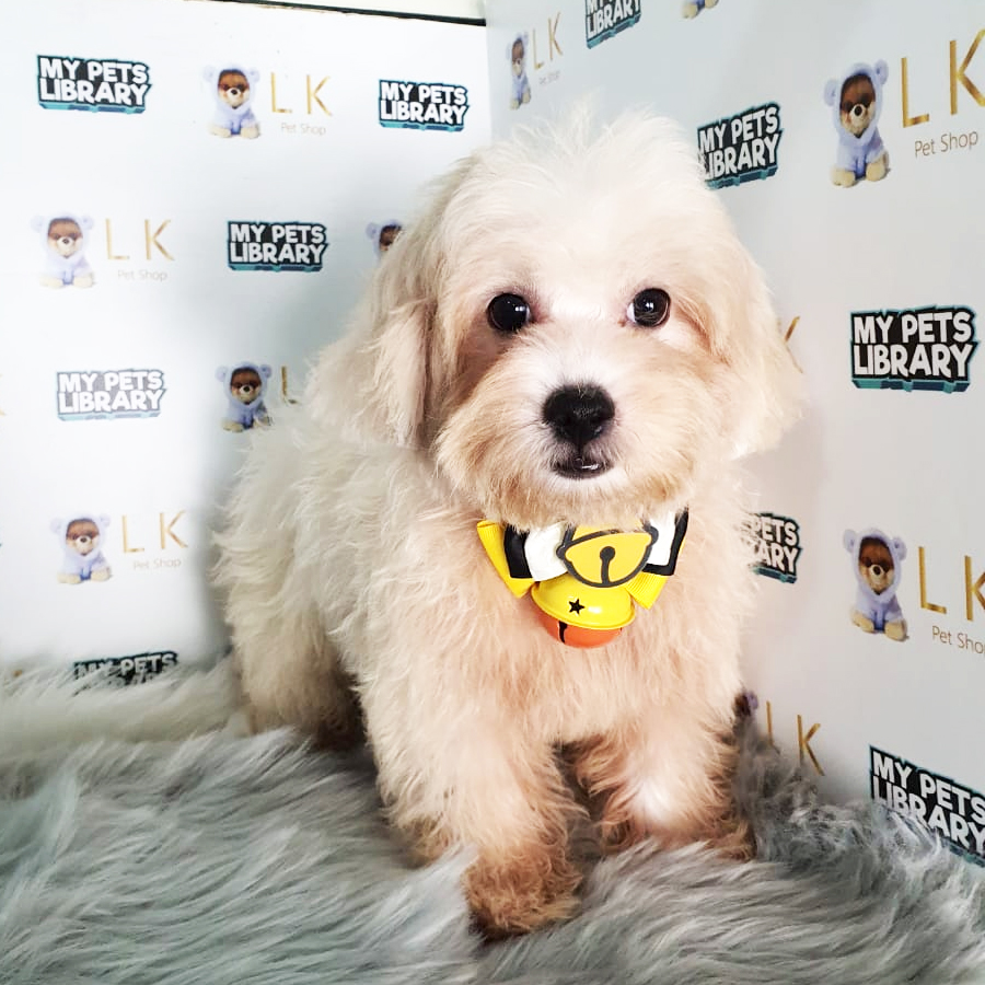Toy Poodle Puppy (Male) For Sale