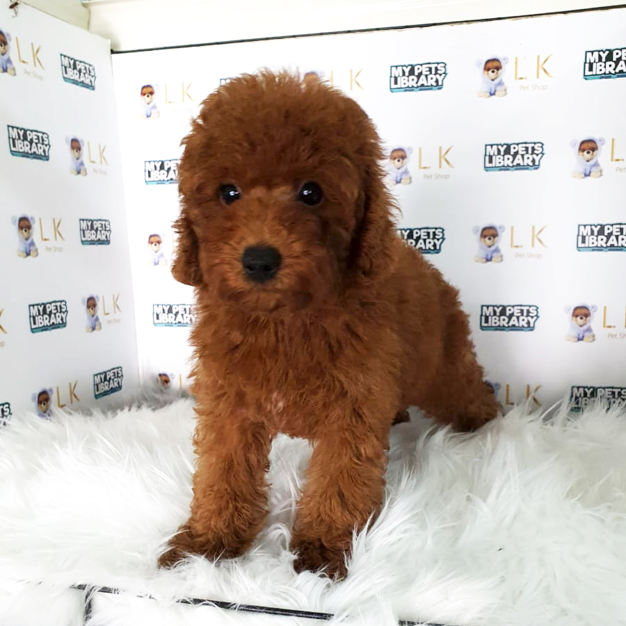 Toy Poodle Puppy (Male) For Sale