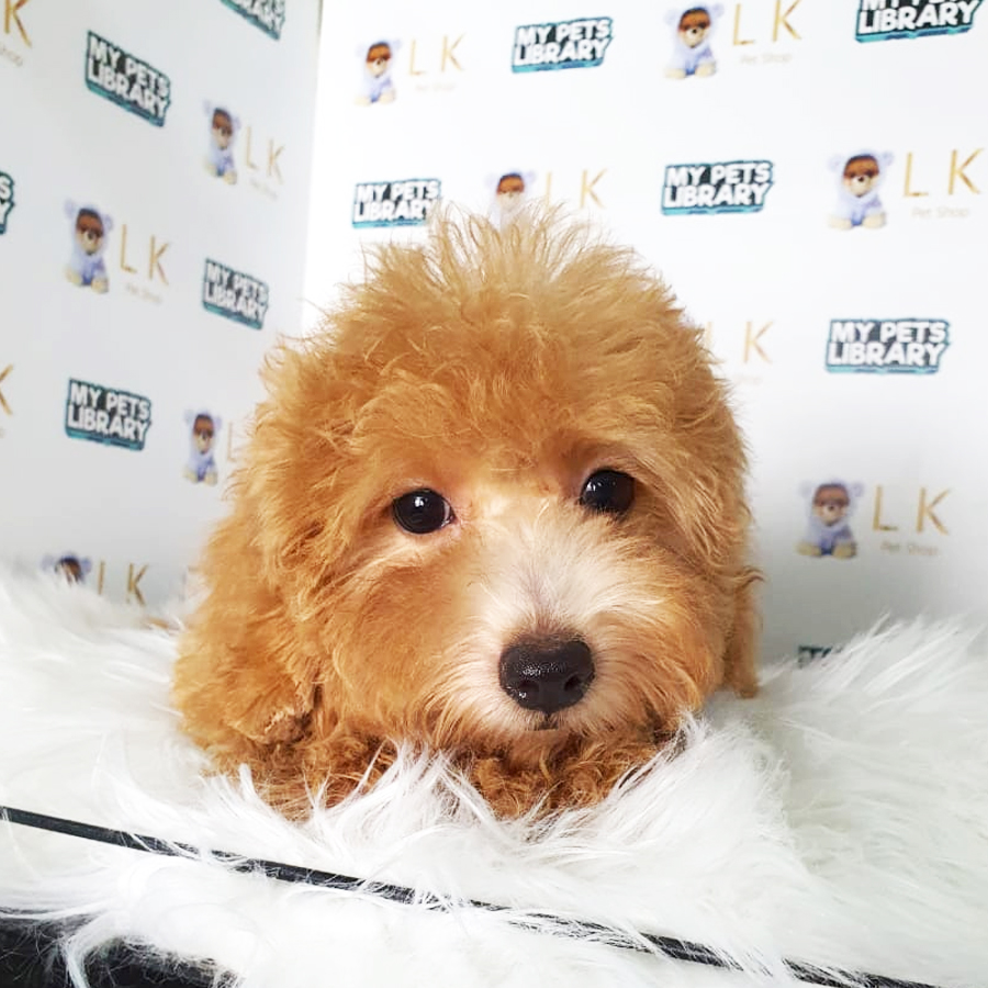 Toy Poodle Puppy (Female) For Sale