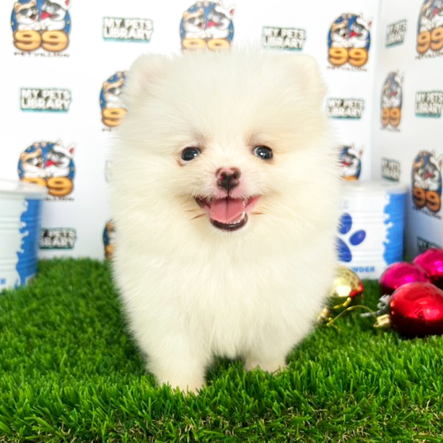 Tiny Pomeranian Puppy (Female) For Sale