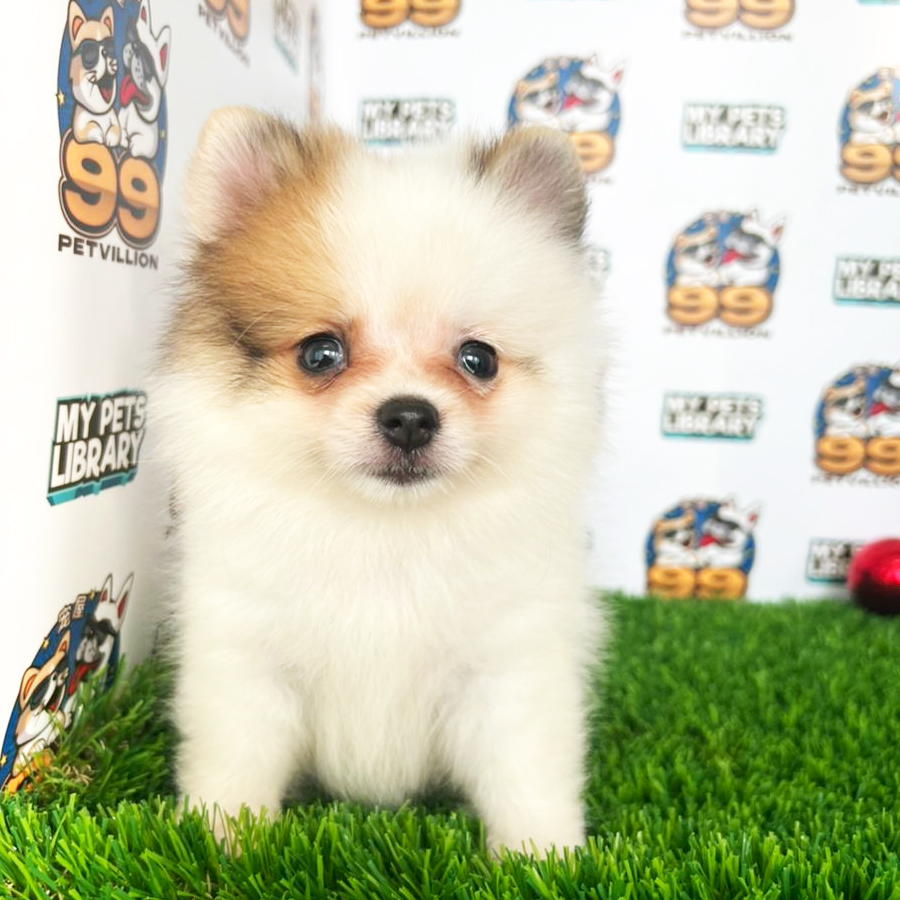 Tiny Pomeranian Puppy (Female) For Sale