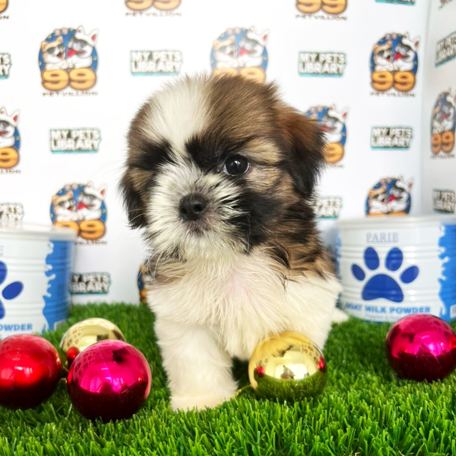 Shih Tzu Puppy (Female) For Sale