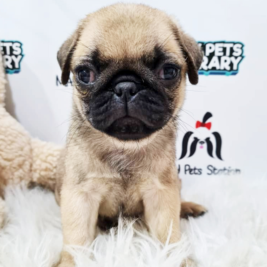 Pug Puppy (Male) For Sale