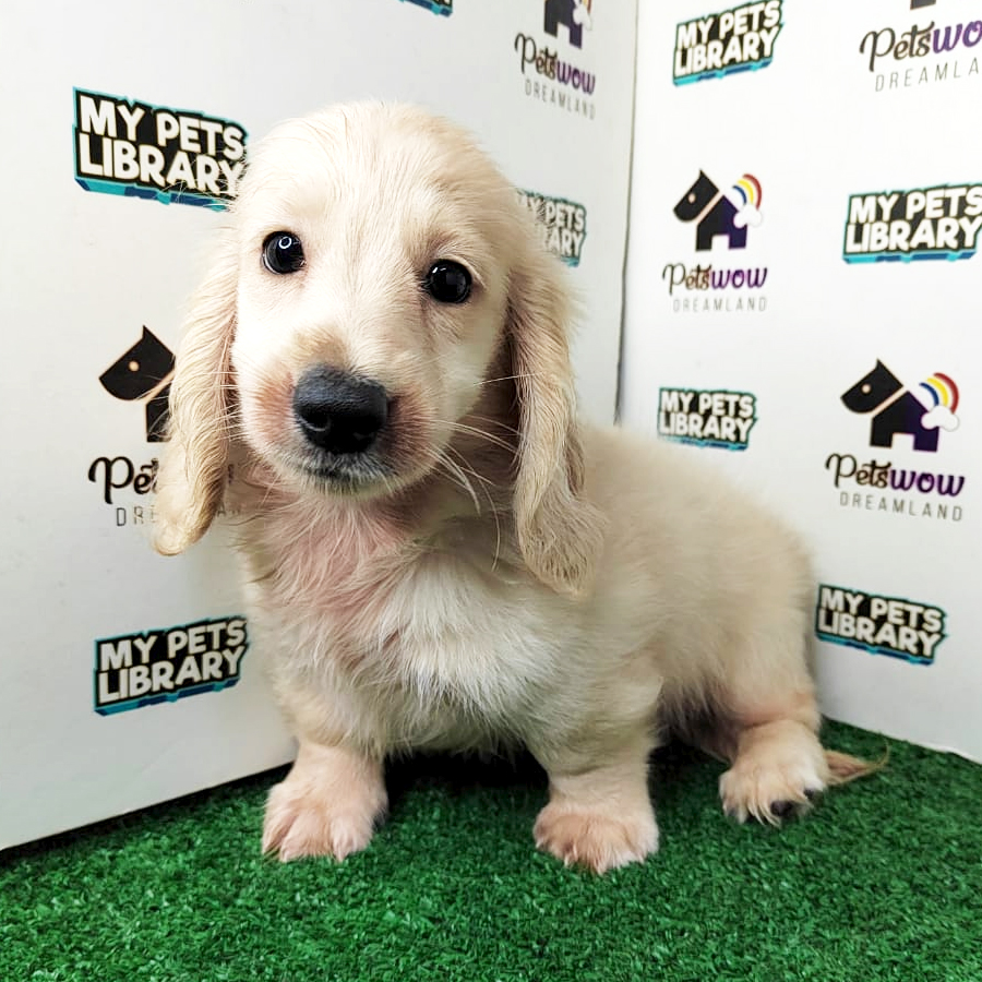 MKA Dachshund Puppy (Male) For Sale