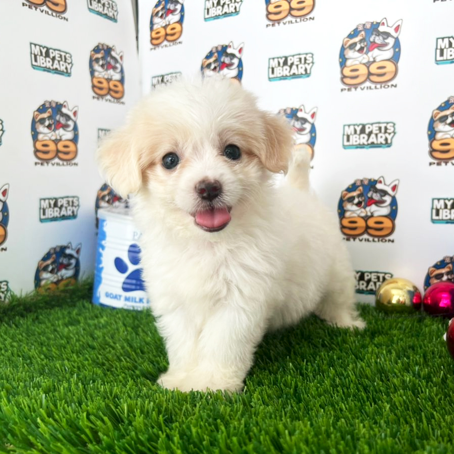 Maltipoo Puppy (Male) For Sale