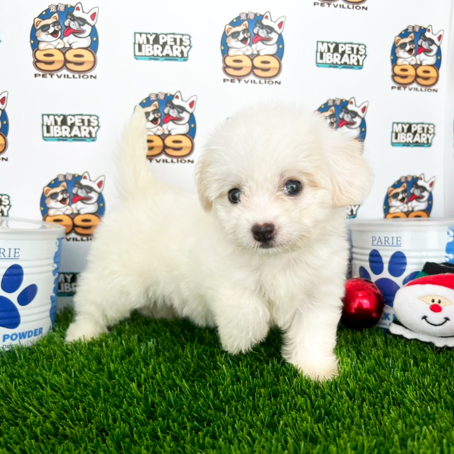 Tiny Maltipoo Puppy (Female) For Sale