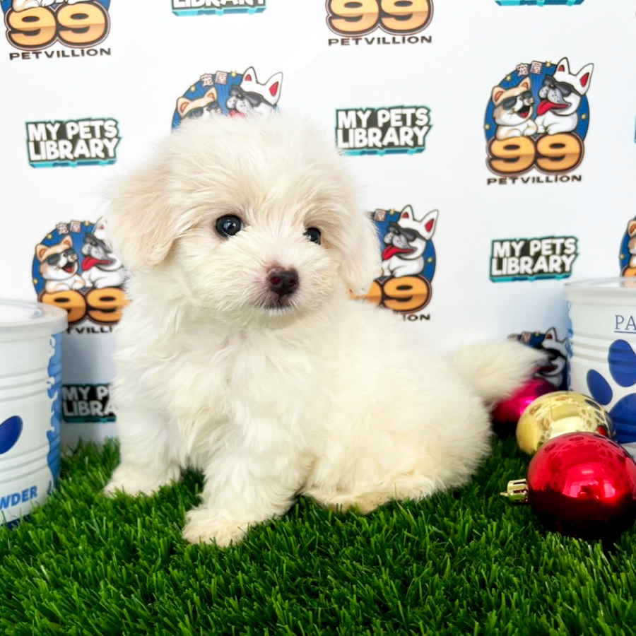 Tiny Maltipoo Puppy (Female) For Sale