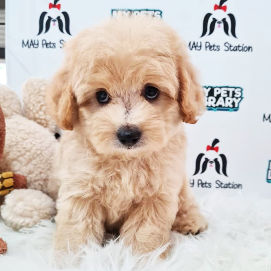Toy Poodle Puppy (Male) For Sale