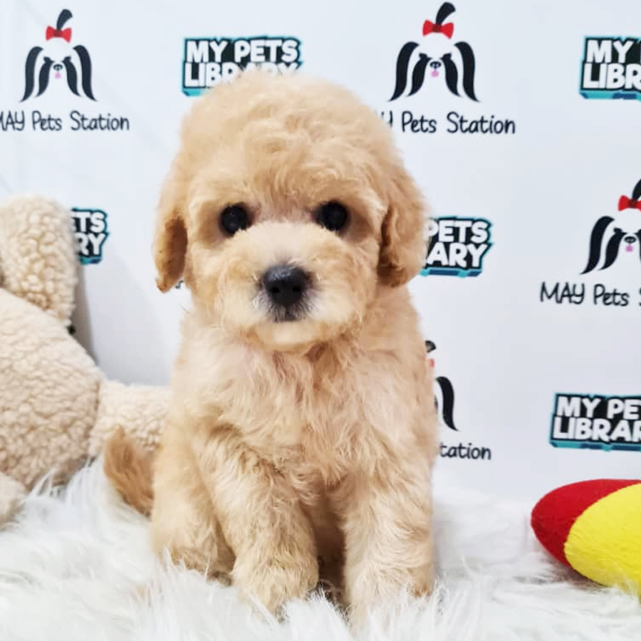 Toy Poodle Puppy (Male) For Sale