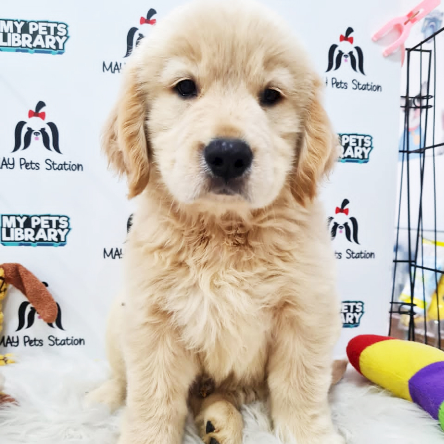 XXL Big Bone Golden Retriever Puppy (Male) For Sale