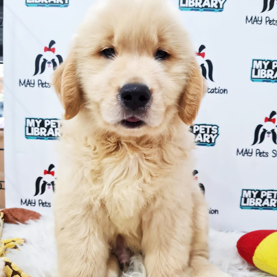 XXL Big Bone Golden Retriever Puppy (Male) For Sale
