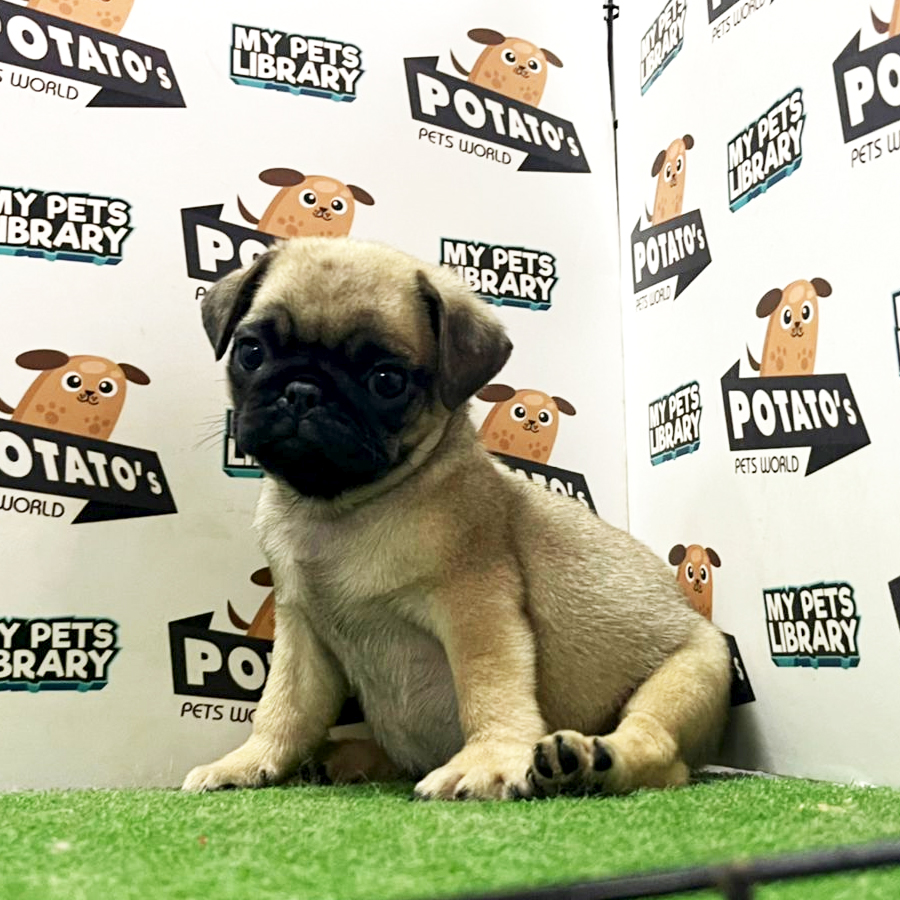 Pug Puppy (Female) For Sale