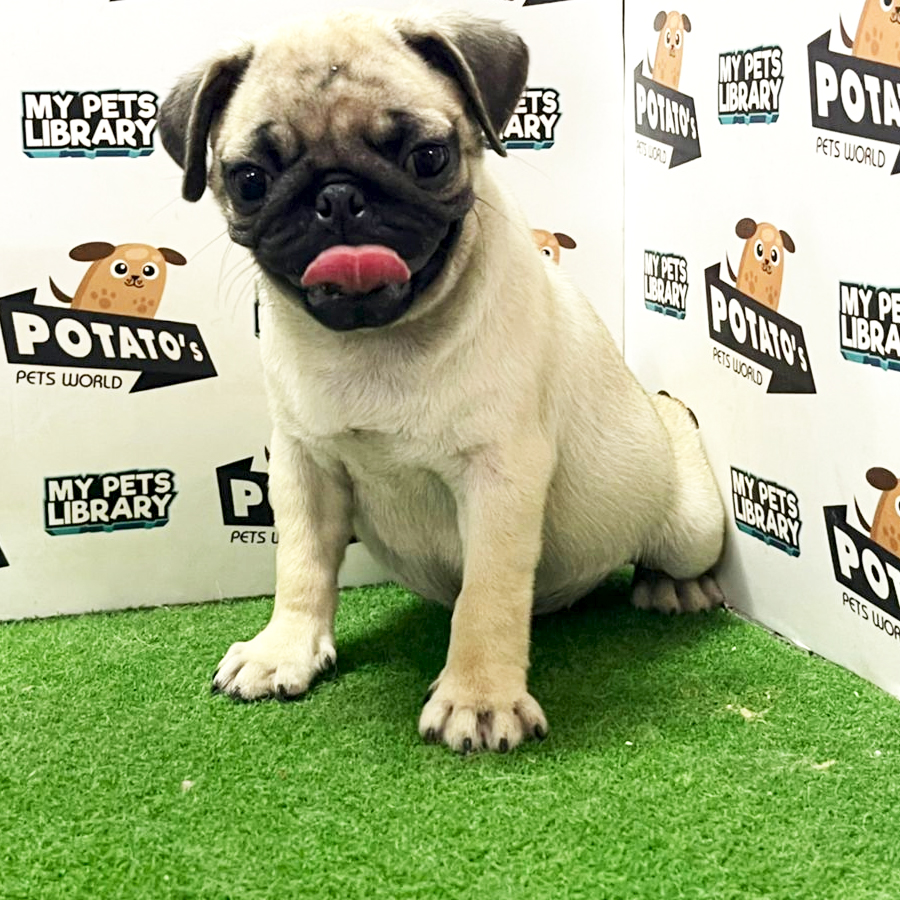 Pug Puppy (Male) For Sale